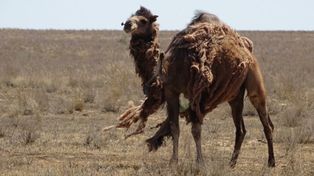 Francotiradores van a matar a diez mil camellos salvajes