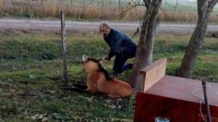 La provincia rescató un ejemplar de aguará guazú en Humboldt