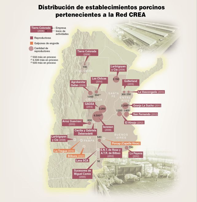 Se animó a los cerdos y cerró un negocio redondo