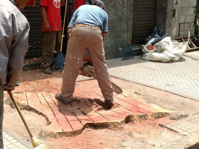Aprovechó el paro municipal para extipar un árbol y ahora deberá pagar un resarcimiento ambiental.