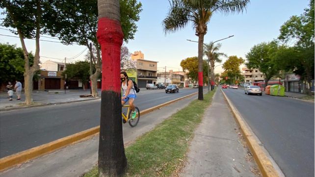 Las palmeras sobre avenida Perón pintadas con los colores de Newells.