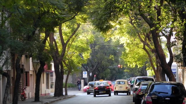 La provincia brinda recomendaciones para la temporada de poda del arbolado público