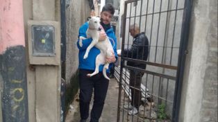Maltrato animal: rescataron una perra que estaba atada con una cadena corta y a la intemperie
