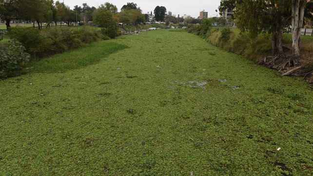El largo viaje de los camalotes, del humedal a la ribera de la ciudad