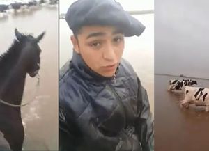 Así se trabaja en el campo santafesino en pleno temporal