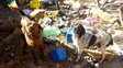 Rescatan cinco perros que estaban a la intemperie y en mal estado de salud