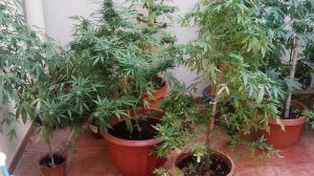 Una anciana creía que había sembrado tomates pero eran 43 plantas de marihuana