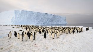 Un iceberg causó la mortandad de unos 150.000 pingüinos en la Antártida