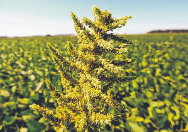Inflorescencia de Amaranthus hybridus