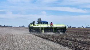 Siembra inédita de maíz para esquivar el calor y un duro golpe de granizo al trigo