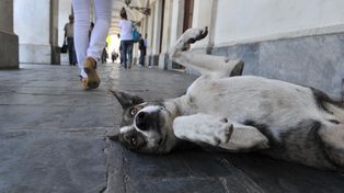 Cómo hizo Holanda para convertirse en el primer país sin perros callejeros