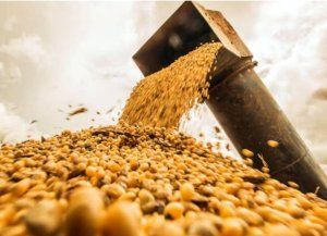 Ley de Semillas: punto clave del acuerdo con Estados Unidos reabre una grieta en el campo