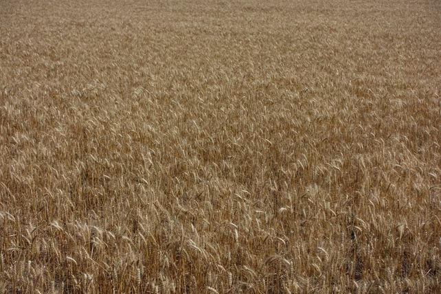 El buen arranque de la cosecha de trigo le dio impulso al indicador de producción agrícola