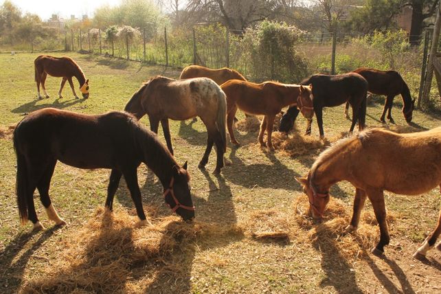Avanzan en el cuidado de los caballos de carreros en la Granja La Esmeralda