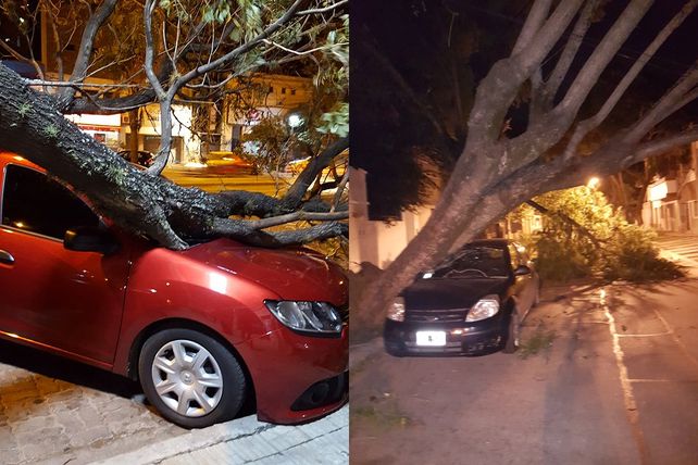 Árboles caídos. Dos autos aplastados por troncos tras las ráfagas de viento.&nbsp;