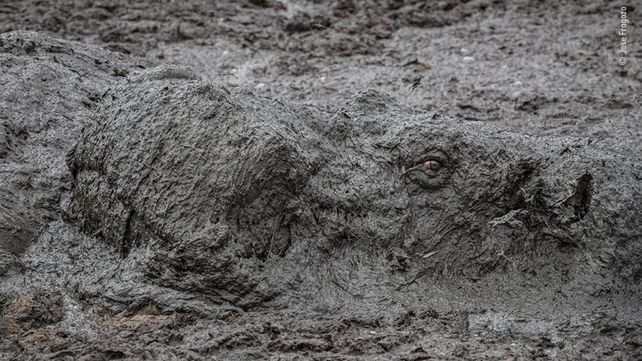 Las imágenes finalistas del Wildlife Photographer of the Year