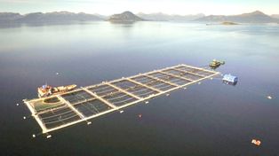 Alarma en Ushuaia por salmoneras en el canal de Beagle