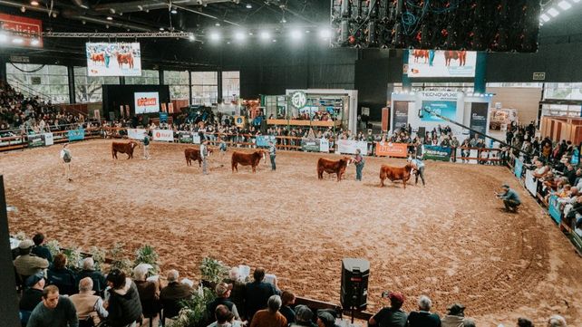 Angus muestra todo su potencial en la expo de otoño