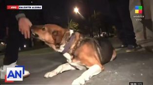 Viral: un reportero de América defiende a un perro asesino y el can lo muerde en vivo
