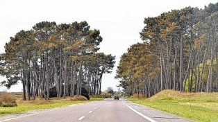 Las patentes y el compromiso verde