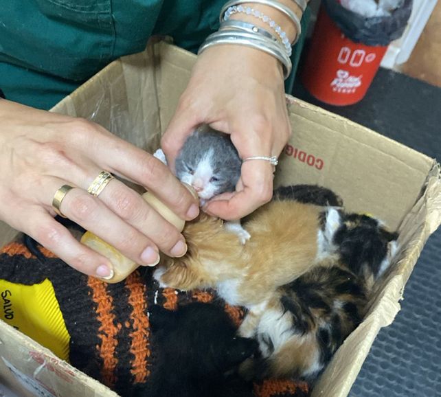 Los gatitos quedaron a cargo de Salud Animal de la Municipalidad. Una vez que recuperen fuerzas serán dados en adopción.