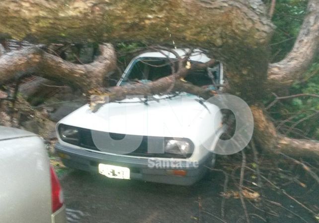 Un árbol cayó arriba de dos autos en Saavedra al 2200. Foto gentileza: Pablo
