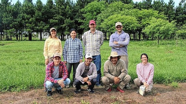 Desarrollan pasturas nativas más persistentes y nutritivas para mejorar la carne bovina