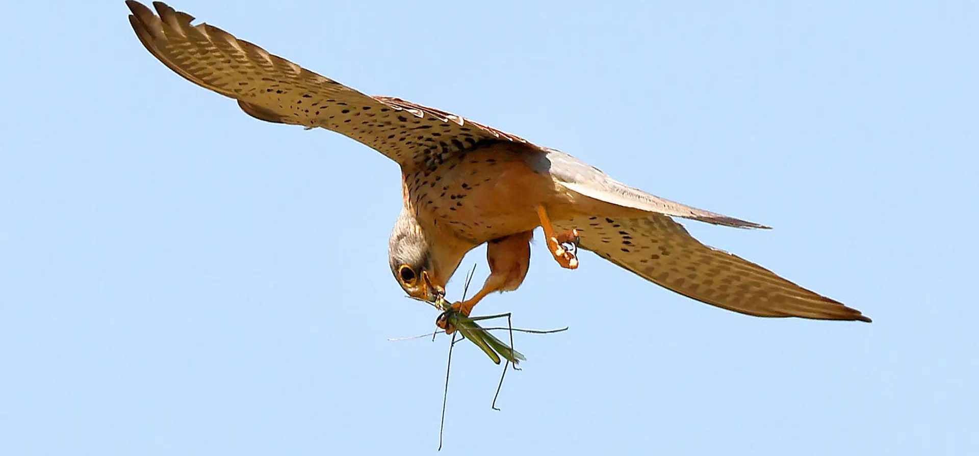 Una hembra de cernícalo atrapa un gran saltamontes cerca del kibutz Nir Am, Frontera entre Israel y Gaza. Fotografía: Jack Guez/AFP/Getty Images Una hembra de cernícalo atrapa un gran saltamontes cerca del kibutz Nir Am, Frontera entre Israel y Gaza. Fotografía: Jack Guez/AFP/Getty Images
