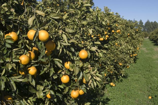 citrusjpg