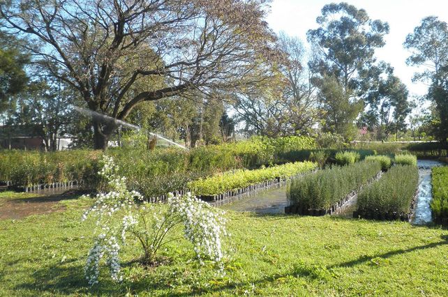 Se realizará la Capacitación en Vivero Forestal e implantación de forestaciones periurbanas