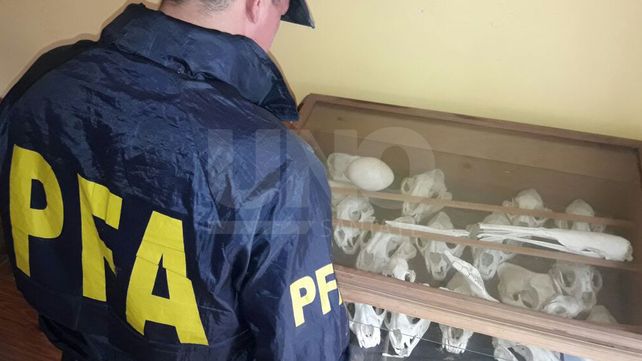 Secuestran 450 animales disecados y congelados en Santa Fe
