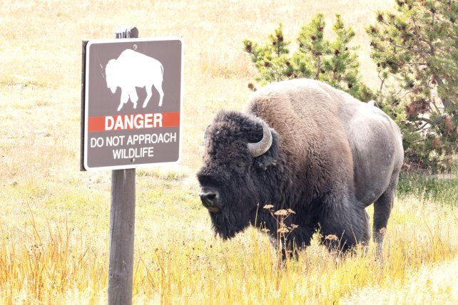 Un bisonte atacó a un turista que visitaba el parque de Yellowstone