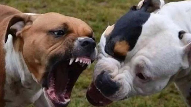 Los perros que atacaron a la beba son de raza pitbull Los perros que atacaron a la beba son de raza pitbull