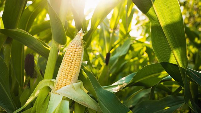 El Usda publicó una proyección de la producción de maíz en EEUU