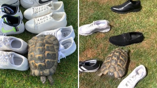 ¿Tortuga racista? Una mascota se volvió viral por su curiosa reacción