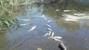 La provincia realizó un informe preliminar por la mortalidad de peces en Romang