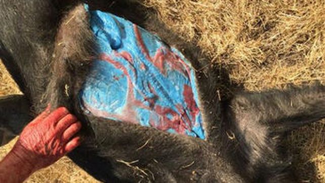 Encontraron un chancho con grasa azul
