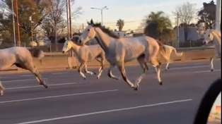 nsólito momento en Panamericana: se escaparon 46 caballos y salieron al trote entre los autos