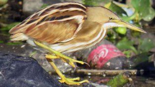 La garza Mirasol estriada, especie en peligro de extinción