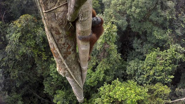 National Geographic presentó sus mejores fotografías de vida salvaje