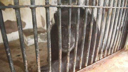 La chimpancé que abrió la jaula a 12 animales de ex zoo. Foto: Los Andes 