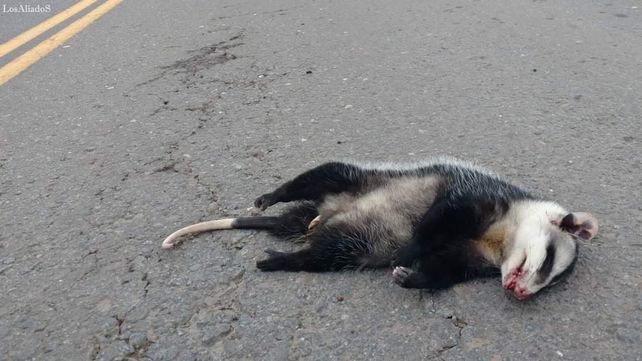 El otro drama de las quemas: cada vez más animales atropellados al intentar escapar del fuego