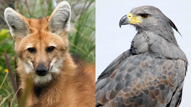 El aguará guazú y el águila coronada serán incluidos en el Plan Nacional de Extinción Cero