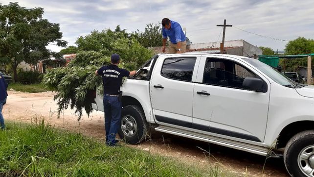 Paraná: encontraron plantas de marihuana de cuatro metros