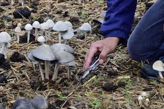 El hongo Cucumelo se planta en los campos y es de un fatal índice de toxicidad