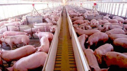 Productores de cerdo volvieron a advertir por el aumento de las importaciones