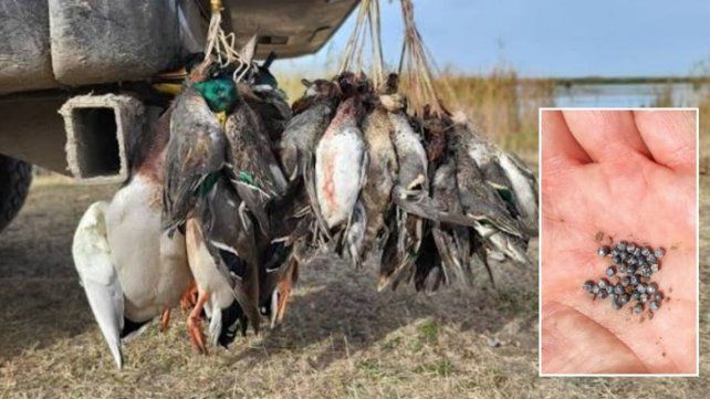 Una investigación examina cómo el consumo de carne de caza incrementa los niveles de plomo en la sangre de niños en zonas rurales del norte de Argentina