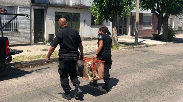 Las autoridades se llevan en una jaula a los perros maltratados.&nbsp;