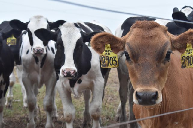 Histórico: Venado Tuerto tendrá una sede de la carrera de agronomía de la Universidad Nacional de Rosario