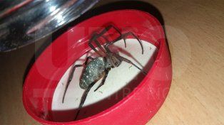 Especialistas indicaron que se trata de una especie conocida como araña de seda de oro y no es peligrosa. Pidieron no matarlas y retornarlas a un espacio seguro
